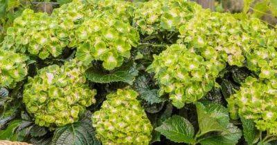 Six frost-proof plants that sell out every spring and where to buy them