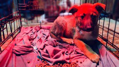 From ‘the cat lady of Gaza’ to West Bank vets: What frontline animal aid looks like in Palestine