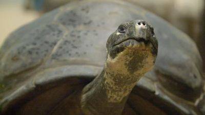 International - Critically endangered Galapagos tortoises become first time parents at nearly 100 years old - euronews.com