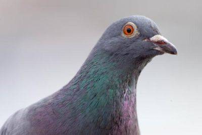 Justin K.Aller - Pigeon Gets Drilled By Line Drive Ahead of Reds, Pirates Face-Off - foxnews.com - state Pennsylvania - county Park