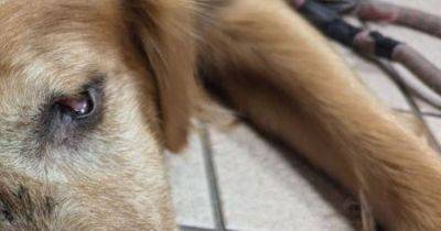 Dog forced to live with horrific injuries after owner refused to pay vet costs - manchestereveningnews.co.uk - county Fisher