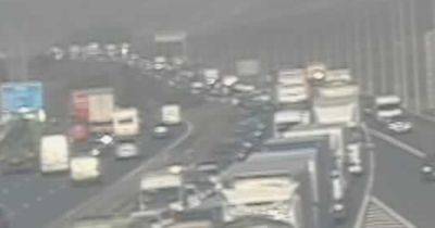 M62 LIVE as all traffic stopped after cow escapes onto carriageway - updates
