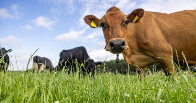 The local link to your latte – how one popular coffee brand benefits from British milk - mirror.co.uk - Britain