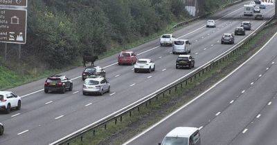 Cow brings M4 in Cardiff to a standstill - walesonline.co.uk