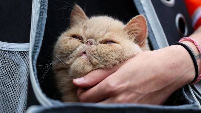 Pudge The Cat steals the show as Bowling Green picks up 1st win of season - foxnews.com - Iran - state Ohio - county Green