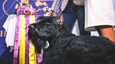 2026 Westminster Dog Show: Schedule, How to Watch, Dates, TV, Streaming - foxnews.com - state New York - county Garden - county Queens