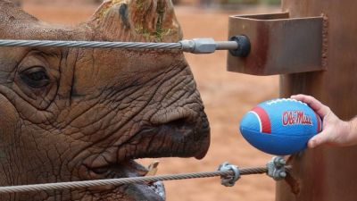 Phoenix Zoo's resident rhino misses Fiesta Bowl pick as Miami beats Ole Miss - ESPN