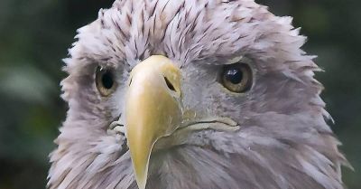 Animal rights group urges Crystal Palace to retire bald eagle mascot
