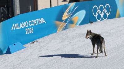 Wolfdog steals show, crosses finish line at Winter Olympics - ESPN