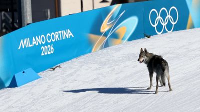 Nazgul’s owners detail wolfdog’s escape before viral Olympic cross-country race cameo - foxnews.com - Italy