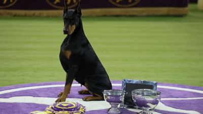 Doberman pinscher named Penny wins best in show at Westminster - ESPN