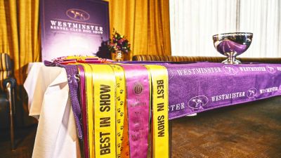 Westminster Kennel Club Dog Show: Best in Show Winners, Breeds by Year - foxnews.com