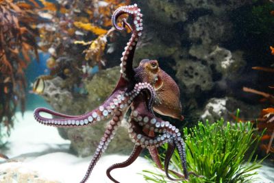 Cherry’s pick: Cape octopus predicts the winner of Bafana vs Mexico