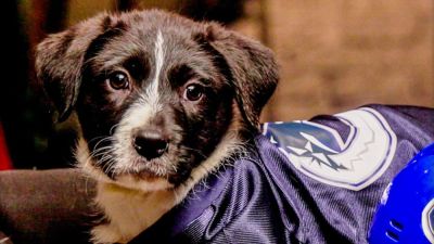 Michael Strahan - Ranking every dog name and pun from the 2026 'Stanley Pup' - ESPN - espn.com - Canada - Jordan - state Utah - county St. Louis - state Colorado