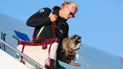 Erling Haaland - Taxidermied raccoons are seeing unprecedented demand thanks to Norwegian soccer star Erling Haaland - foxnews.com - France - Spain - Usa - Norway
