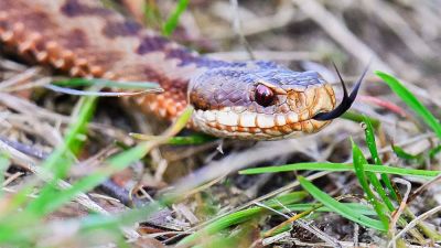 Wesley Hitt - High school football player practices with venomous snake hiding inside helmet before coach's discovery - foxnews.com - state North Carolina - state Arkansas - state South Carolina