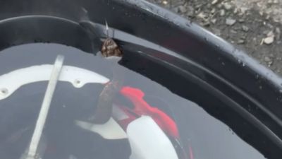 High school football player in Arkansas finds viper in helmet - ESPN